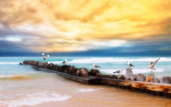 5 Sea Gulls Resting by Seaside, Gaining Great Attraction and Popularity - Numerous Sea Gulls HD Wallpaper