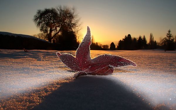 A Fallen Maple Leaf Covered with Newly Fallen Snow, Under the Rising Sun, It Seems As If It Shines - HD Snowy Scene Wallpaper