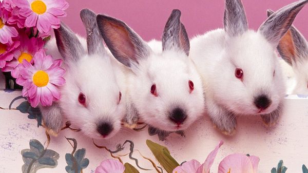 A Line of Cute and Curious Rabbits, All with Red Eyes and White Fur, They are Such an Attraction - HD Cute Rabbites Wallpaper