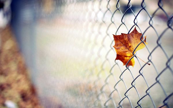 A Mere Barbed Wire Unwilling to Let a Yellow Fallen Leaf Go, Wait and You'll Soon be Good to Go - HD Natural Scenery Wallpaper