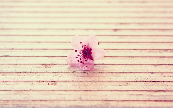 A Pink Little Flower in Bloom, a Clean and Clear World, Shall Add Romantic Atmosphere - Natural Plant Wallpaper