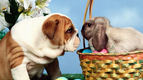 A Rabbit and a Puppy Engaged in a Game, Will Do Everything to Keep Looking in the Eyes, Someone is Losing - Cute Animals Wallpaper