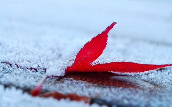 A Red Leaf Falling, Covered with Ice and Snow, the Focus in the Pure and Snowy World - HD Natural Scenery Wallpaper