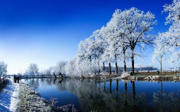 A Typical Winter Scene, Snows on the Branches of Tree, Presenting a Clear and Bright World - HD Natural Scenery Wallpaper