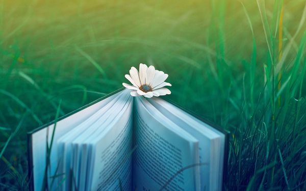A White Flower Working as Bookmark, Reading is Made Pleasant and Comfortable, Imagine Lying on the Grass - HD Creative Wallpaper