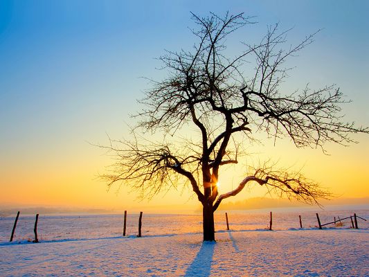 Amazing Landscape of Nature, the Rising Sun, a Tall Yet Bald Tree, Snowy Scene 
