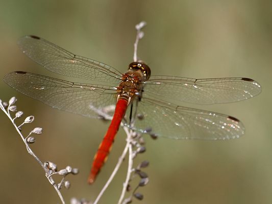 Amazing Landscape with Animals, a Red Dragonfly on a White Branch, Peaceful Scene