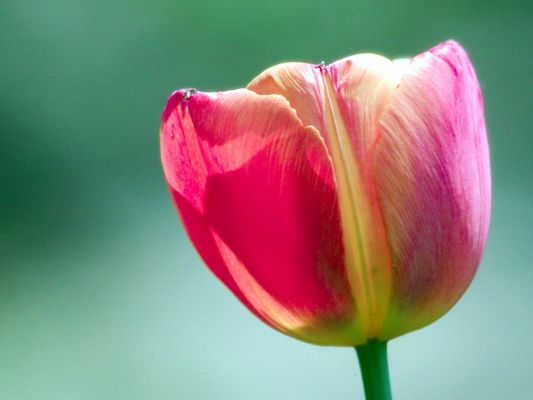 Amazing Landscape with Flowers, a Pink Tulip on Green Background, Incredible Look