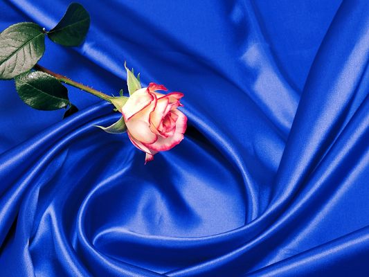 Amazing Nature Landscape Image, Rose in Art Style, Seemingly on a Blue Silk