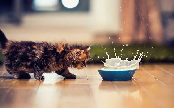 Approaching the Milk Bottle Slowly Yet Irrevocably, She Will Soon Know How It Tastes, Hope You Like It - Cute Kitty Wallpaper
