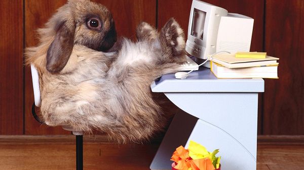 As an Office Lady, Miss Rabbit is Sitting at Leisure in Front of Computer, What a Professional Woman - HD Cute Rabbit Wallpaper