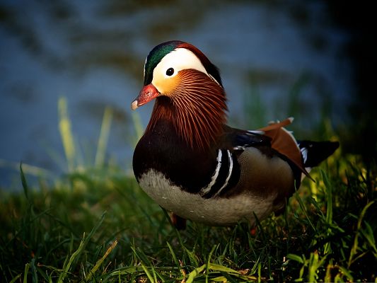 Baby Animals Cute - Mandarin Duck Walking on Grass, Shake Your Body and Be Water Free