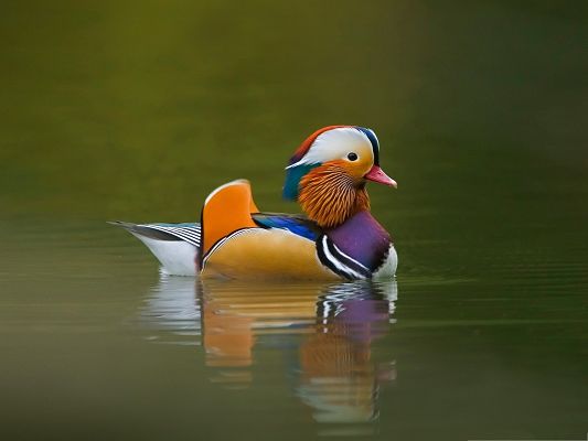 Baby Animals Cute, Mandarin Duck in Swim, Go Decent and Proud