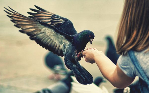 Baby Girl in Great Relationship with Her Bird, They Are Not Afraid of Each Other, What a Harmony! - HD Natural Scenery Wallpaper