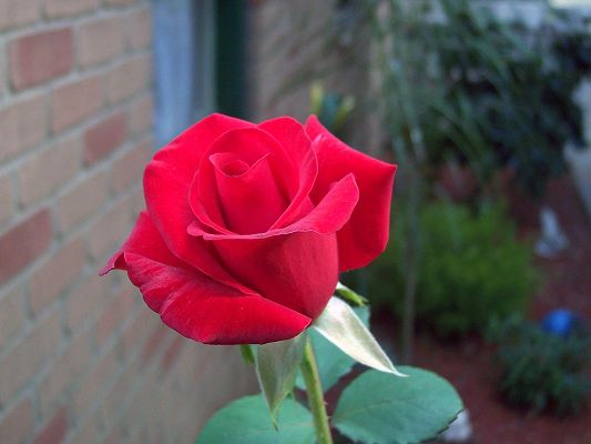 Beautiful Flower Images, a Red Rose, Enthusiastic and Impressive