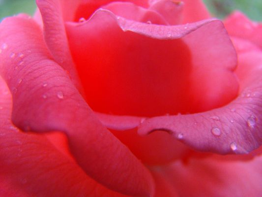 Beautiful Image Landscape, a Red Rose in Smile, Waterdrops All Over the Petals