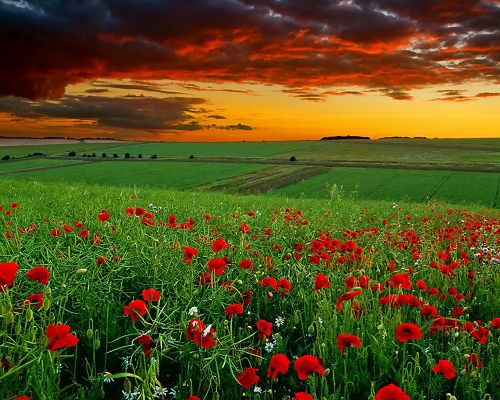 Beautiful Image of Nature Landscape, Poppy Field at Sunset, Red Flowers Among Green Grass