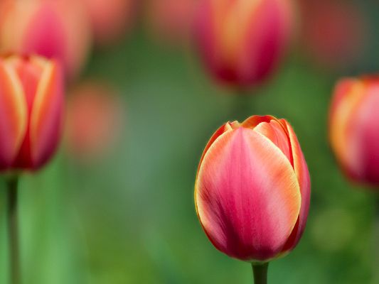 Beautiful Image of Nature Landscape, Red Tulip on Green Background, Graceful Lady, a Contrast
