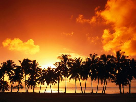 Beautiful Image of Nature Landscape, a Line of Palm Trees, the Setting Sun, Golden Look