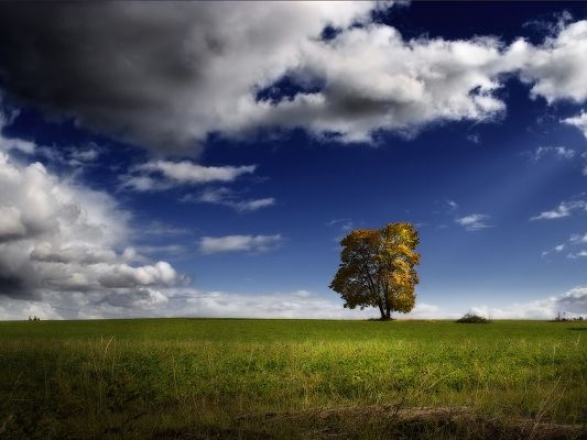 Beautiful Image of Nature Landscape, a Tall Tree Among Green Grass, the Blue Sky