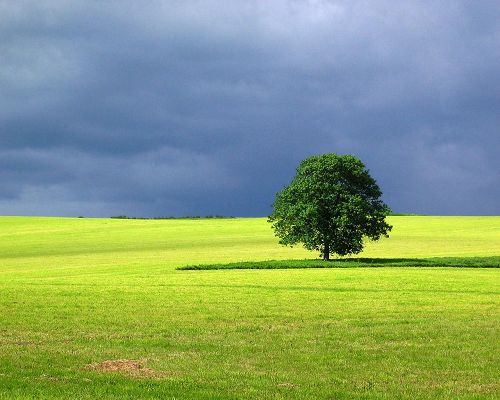 Beautiful Images of Landscape, a Green Tree Standing Tall, the Blue Sky, Incredible Scene