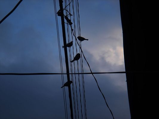 Beautiful Images of Landscape, a Group of Birds Standing on a Line, the Blue Sky 