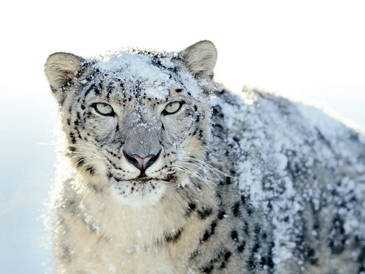 Beautiful Images of Natural Landscape, Snow Leopard Aiming at Something, Fast and Imposing