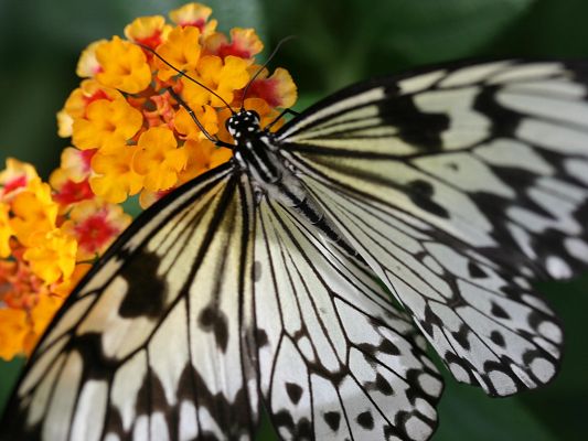 Beautiful Images of Nature Landscape, a Big Butterfly on Yellow Little Flowers, Greatly Protective