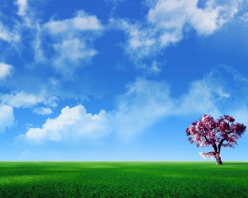Beautiful Images of Nature Landscape, a Pink Tree Under the Blue Sky, Gentle Wind Blowing 