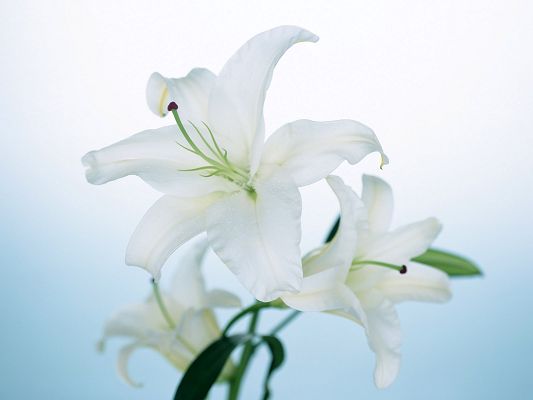 Beautiful Landscape with Flowers, Big White Lily in Bloom, White Background, Looking Great