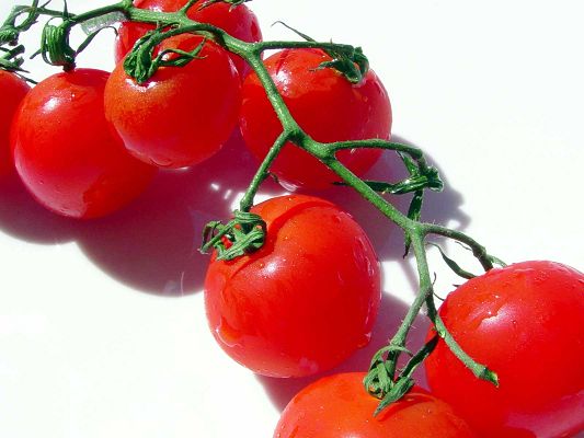 Beautiful Pics of Fruits, Red Tomatoes Under Green Leaves, White Background, Incredible Look