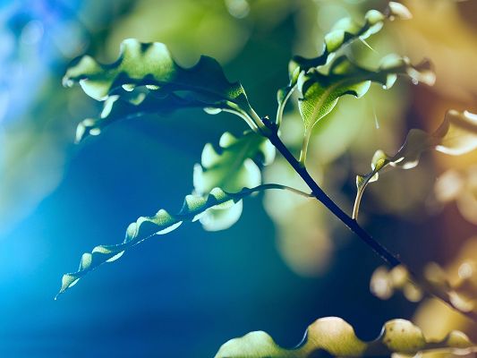 Beautiful Pics of Nature Landscape, Green Leaves, Lighted Up by Sunlight, Mere Background