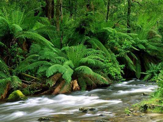 Beautiful Sceneries of the World - Yarra Ranges National Park Australia in Pixel of 1600x1200, Green Plants and Rush River