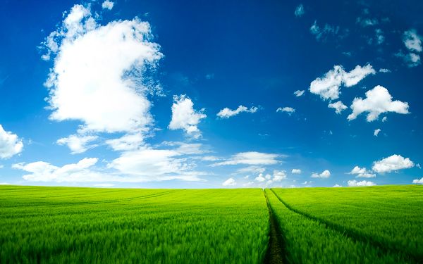 Beautiful Scenery Images - Summer Scenery Post in Pixel of 2560x1600, Green Plants and the Blue Sky, Unbelieveable Scene!