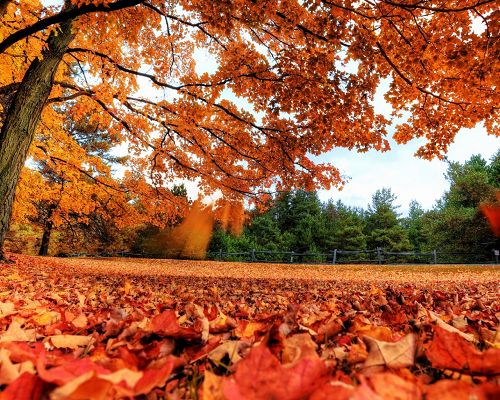 Beautiful Scenery of Nature, Yellow Fallen Leaves, Autumn Scene, Be in Better Growth Next Summer