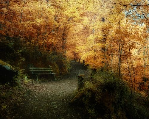 Beautiful Scenes of Nature, Autumn Season, Yellow Leaves Along a Narrow Road, Impressive Scenery