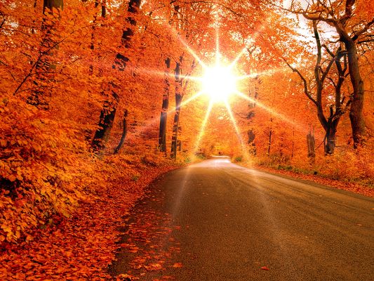 Beautiful Scenes of Nature, Trees with Red Leaves, the Rising Sun, Clean and Straight Road