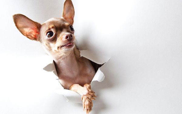 Broken Plastic Paper, a Chihuahua is Shown, Stretched out Tongue, Indeed a Cute Guy - HD Cute Puppy Wallpaper