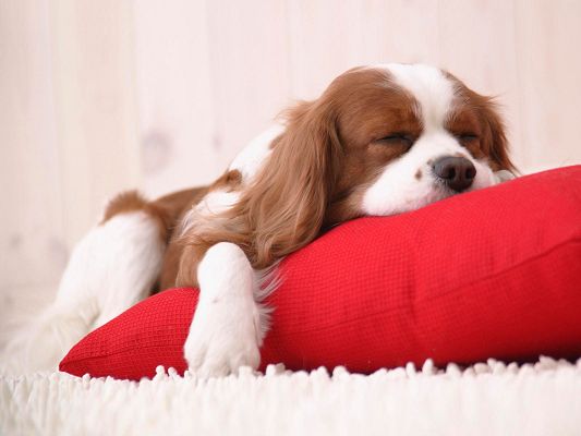 Cute Animals Pic, Puppy Sleeping on the New Red Pillow, Long and Sound Sleep