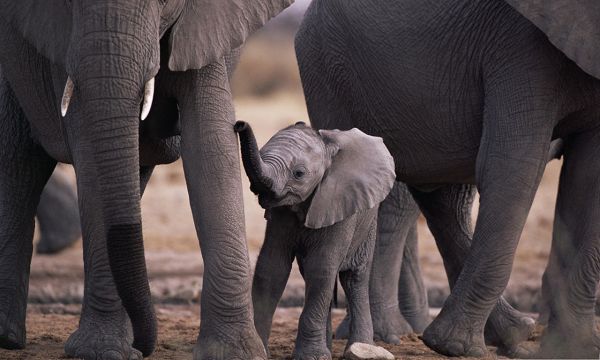 Cute Baby Elephant, Small and Short, It Deserves Great Care and Attention