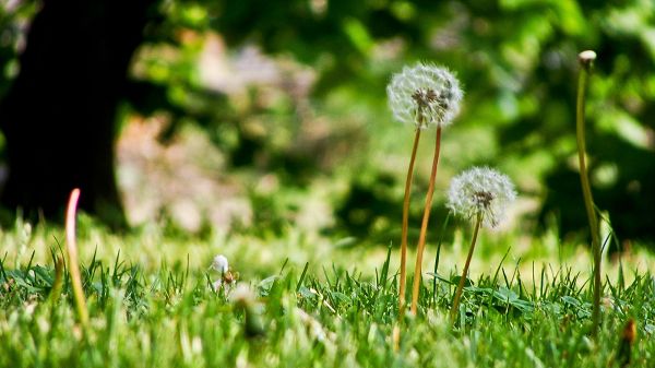 Dandelions in Extremely Good Health Condition, When Will They Take the Leaving Step? - HD Photography Wallpaper