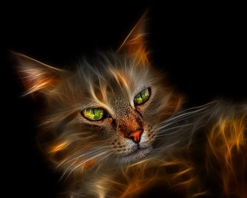 Desktop Gallery Windows Cat in 1280x1024 Pixel, Cat is Crystal Clear and Can Disappear at Any Time, Looking Fantastic - HD Creative Wallpaper