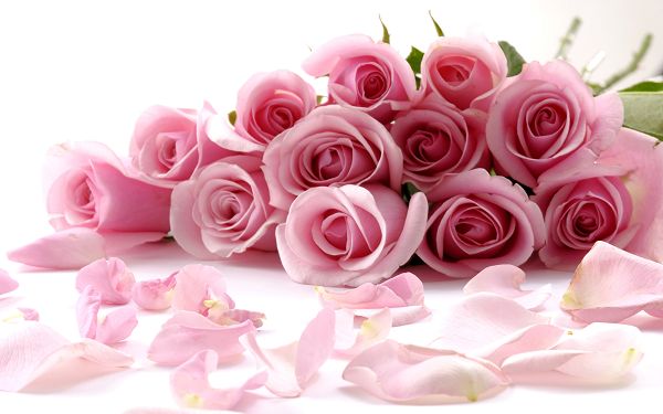 Fallen Leaves All Over the Surface, Linking One's Mind to Love and Romance - HD Natural Roses Wallpaper