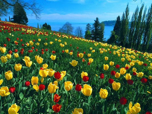 Field of Tulips Post in Pixel of 1600x1200, Colorful Tulips in Full Bloom, They Are Easy to Apply and Shall Look Good - HD Natural Scenery Wallpaper