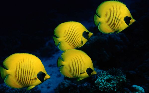 Four Fishes Swimming Underwater, All Smart and Determined, Must be Family Members - HD Underwater World Wallpaper