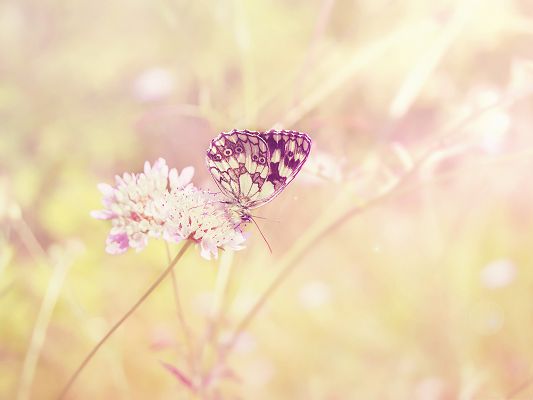 Free Animals Wallpaper, Light-Colored Butterfly on Blooming Flower