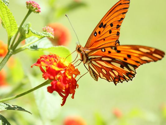 Free Animals Wallpaper, Orange Butterfly on a Blooming Flower, Great Lovers