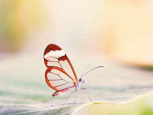 Free Animals Wallpaper, Transparent Wings Butterfly, Incredible Look