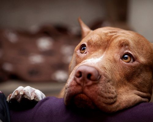 Free Cute Animals Pics, an American Pitbull Terrier in His Thought, Looking Up a Little High