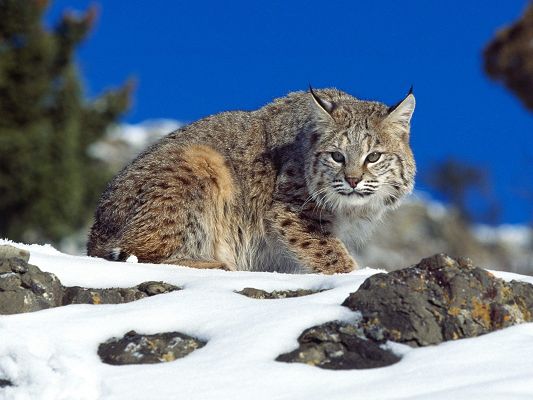 Free Download Cute Animals Wallpaper - Cold Stare Bobcat in Snowy World, It is Surely Fast and Cool, Little Animals, Take Care!